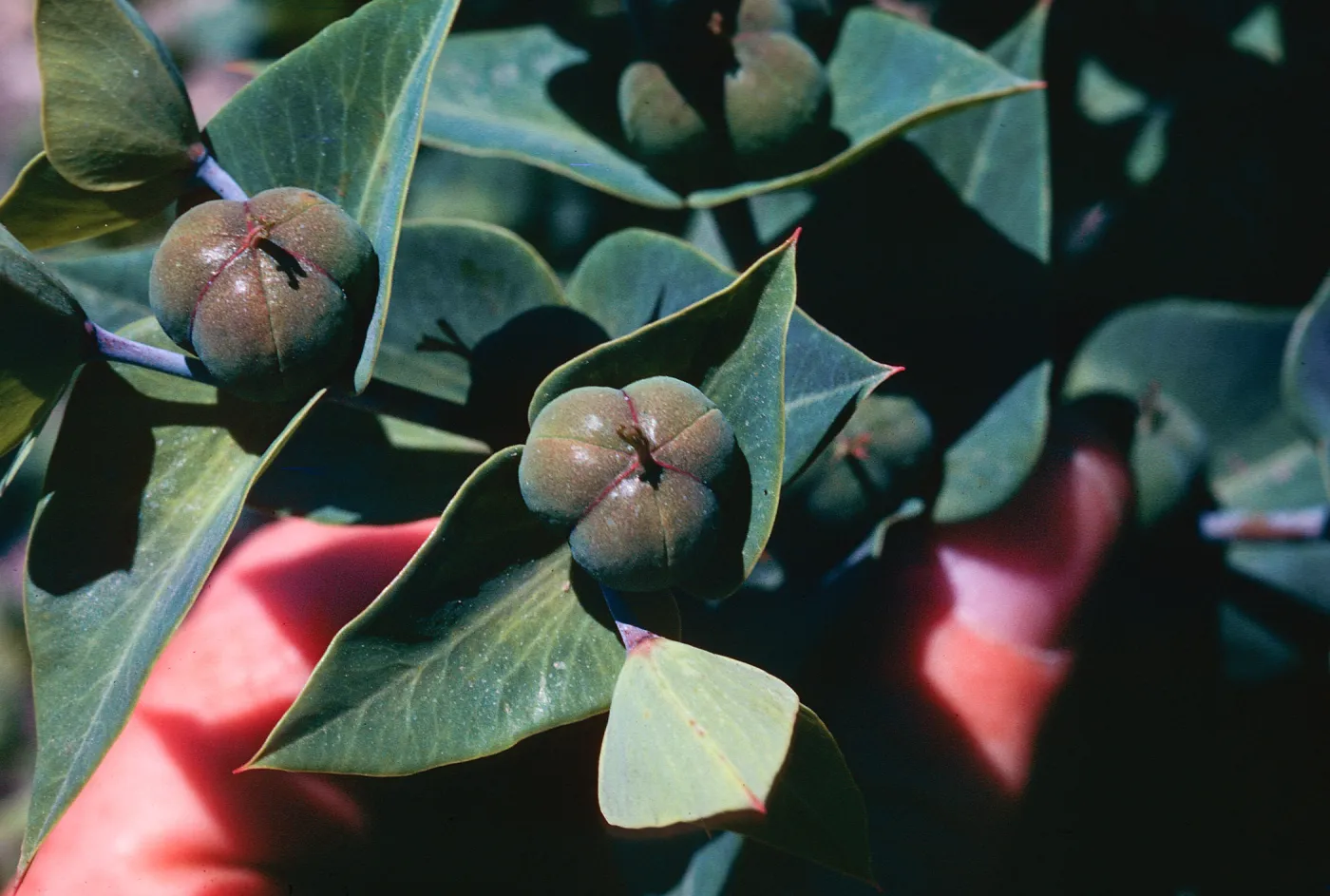 Euphorbia lathyris fruit