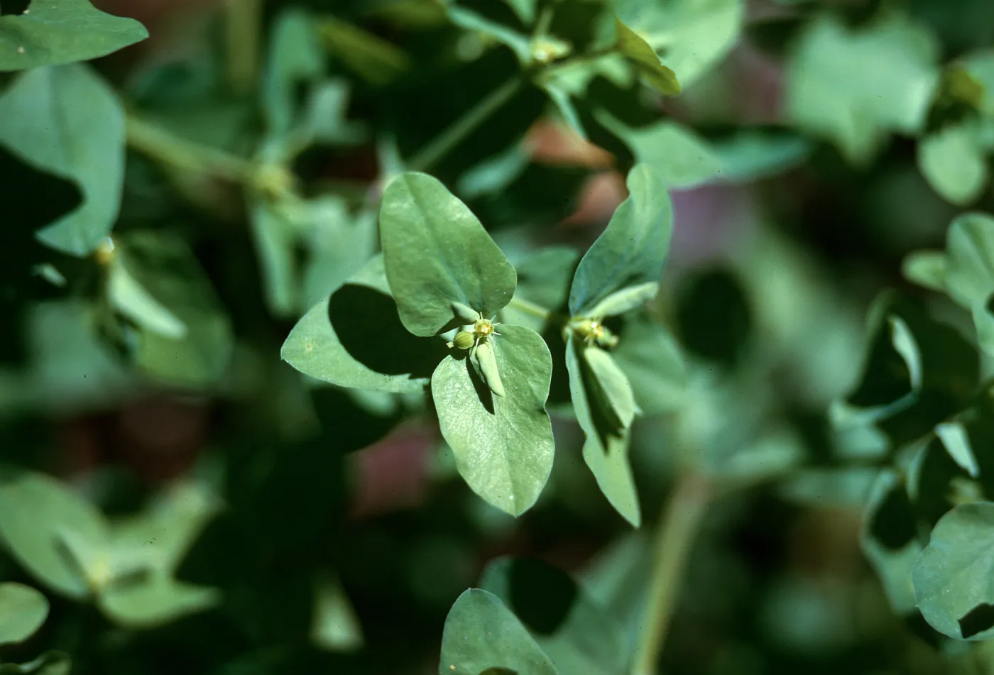 Euphorbia peplus