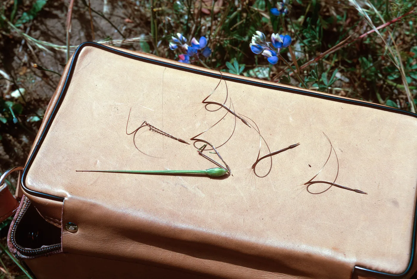 Erodium botrys fruit