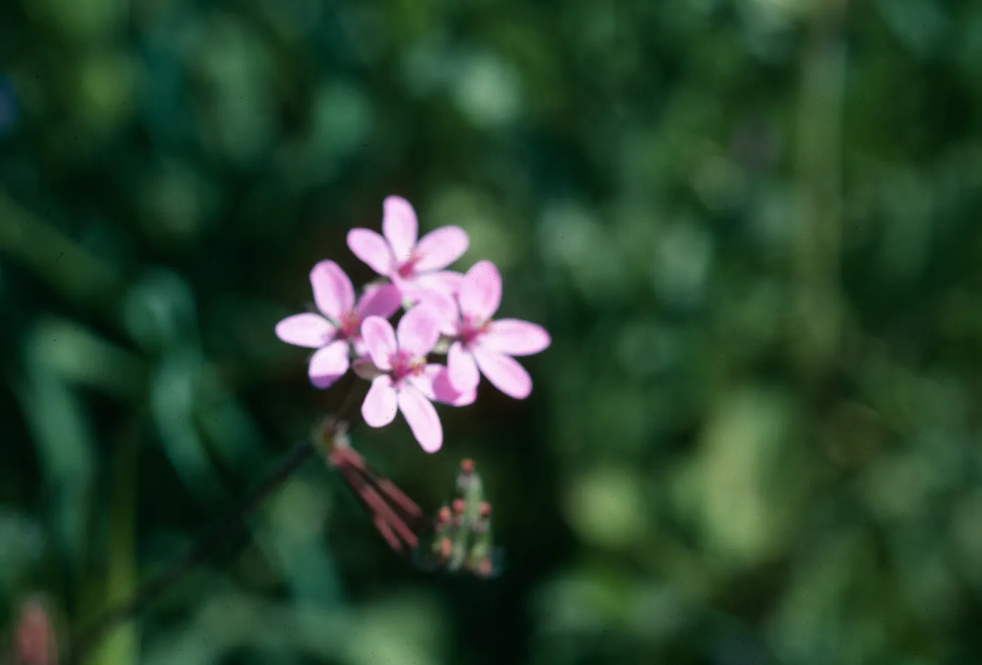 Erodium, Drum Canyon