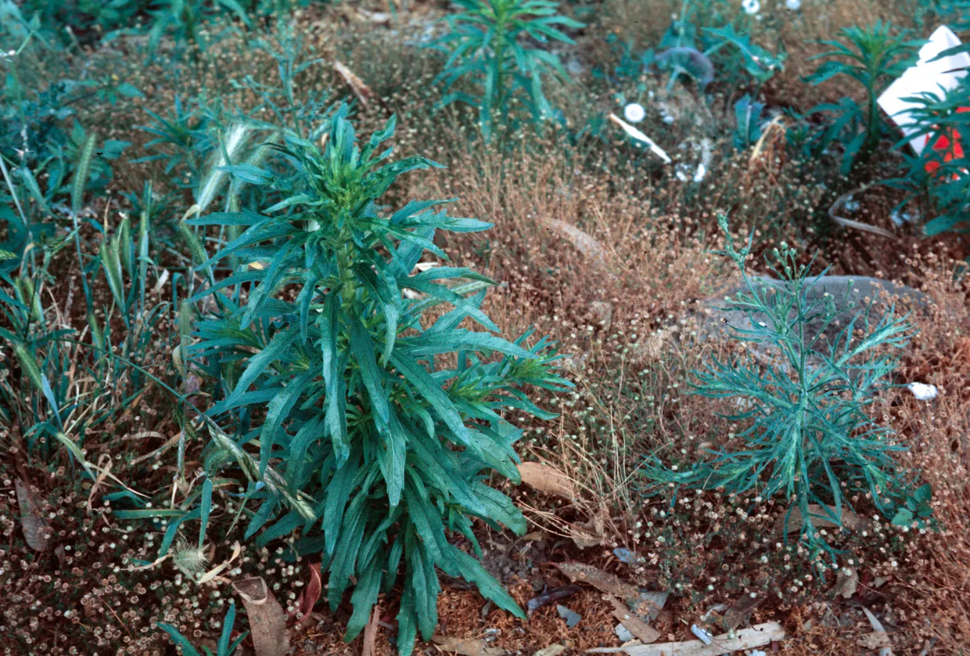 Erigeron canadensis leaves