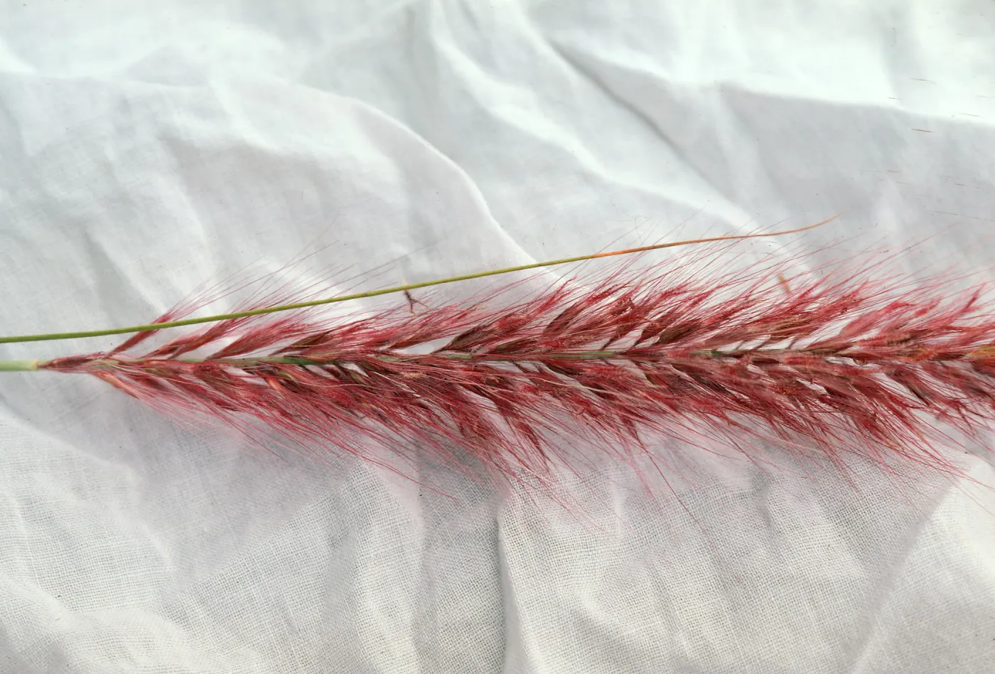 Fountain grass