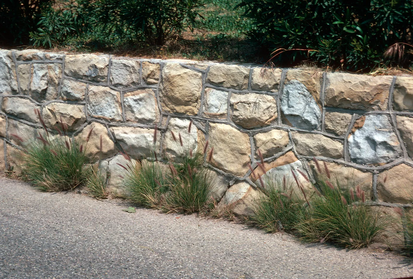 Fountain Grass
