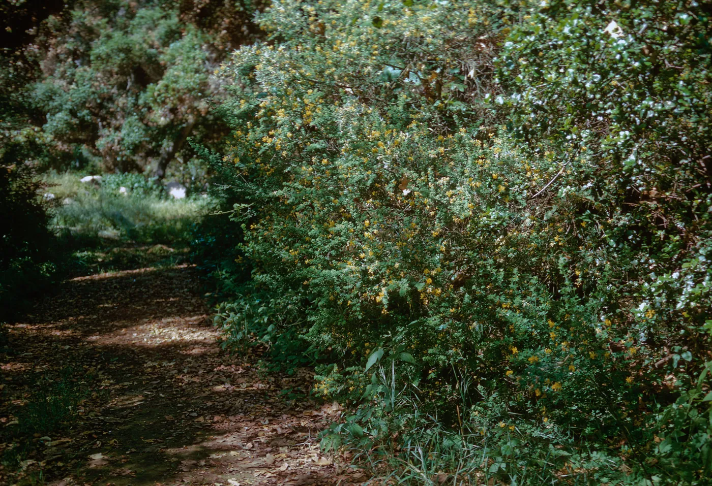 French Broom