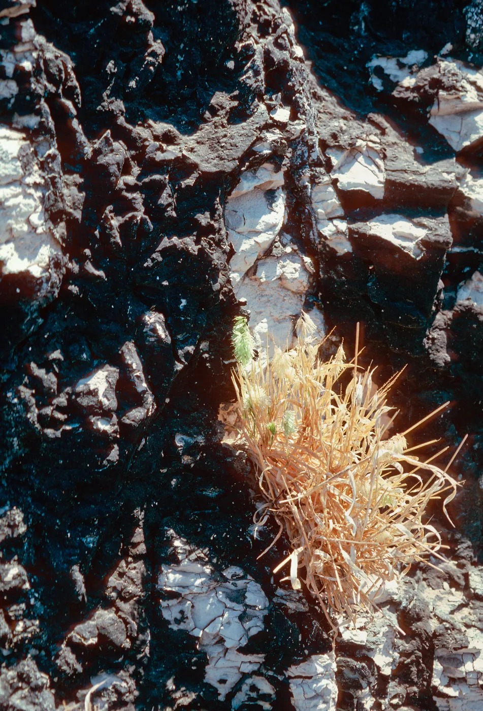 Lamarckia