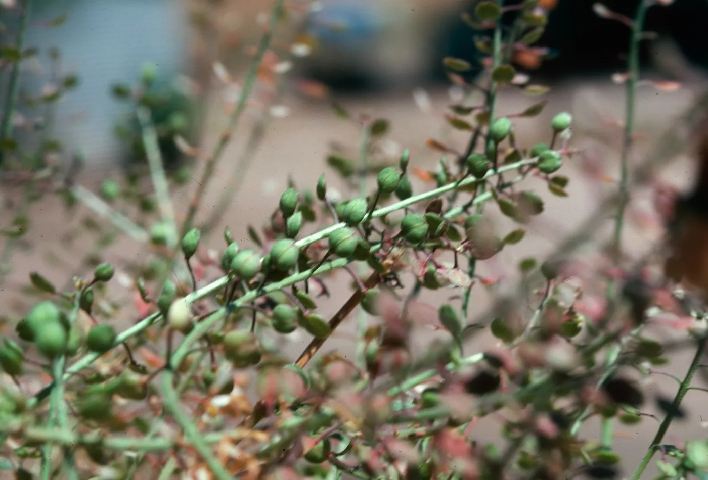 Lepidium, Las Flores
