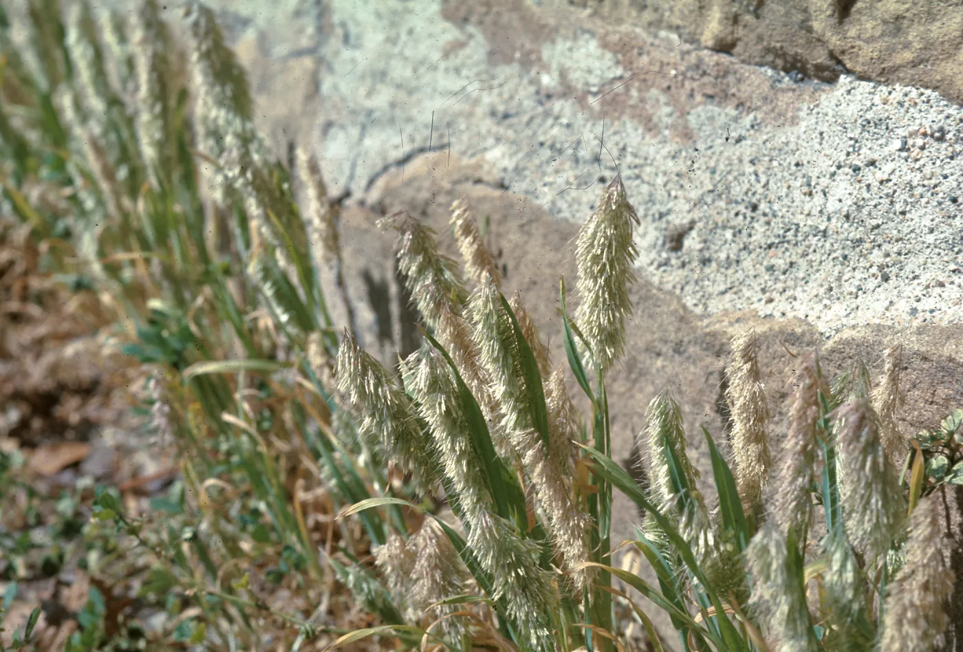Lamarckia