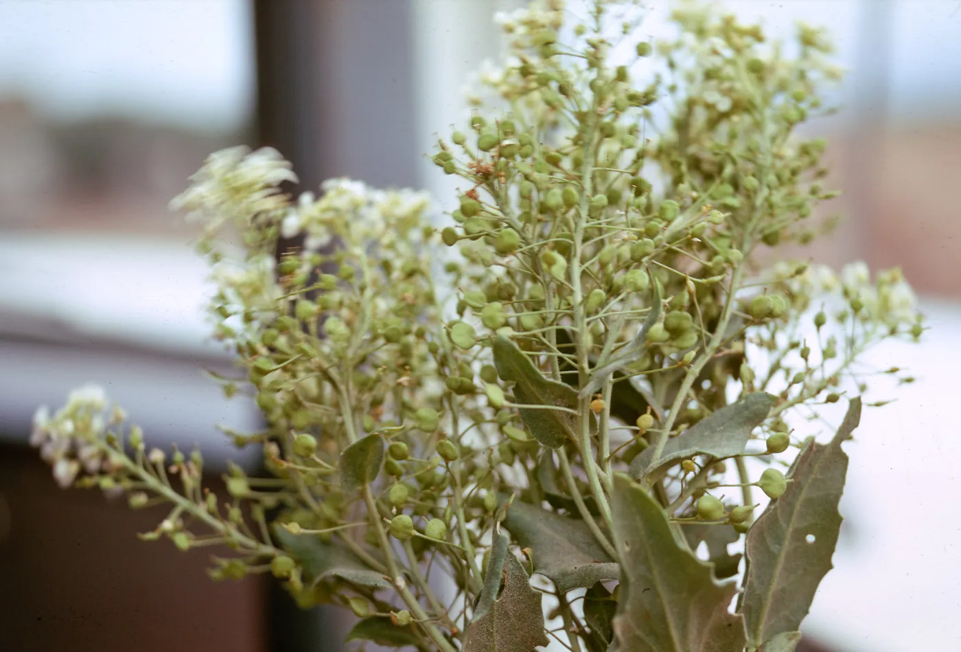 Hoary Cress