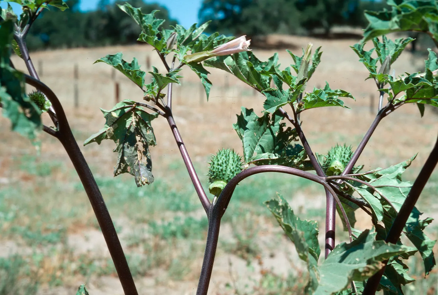 Jimson Weed