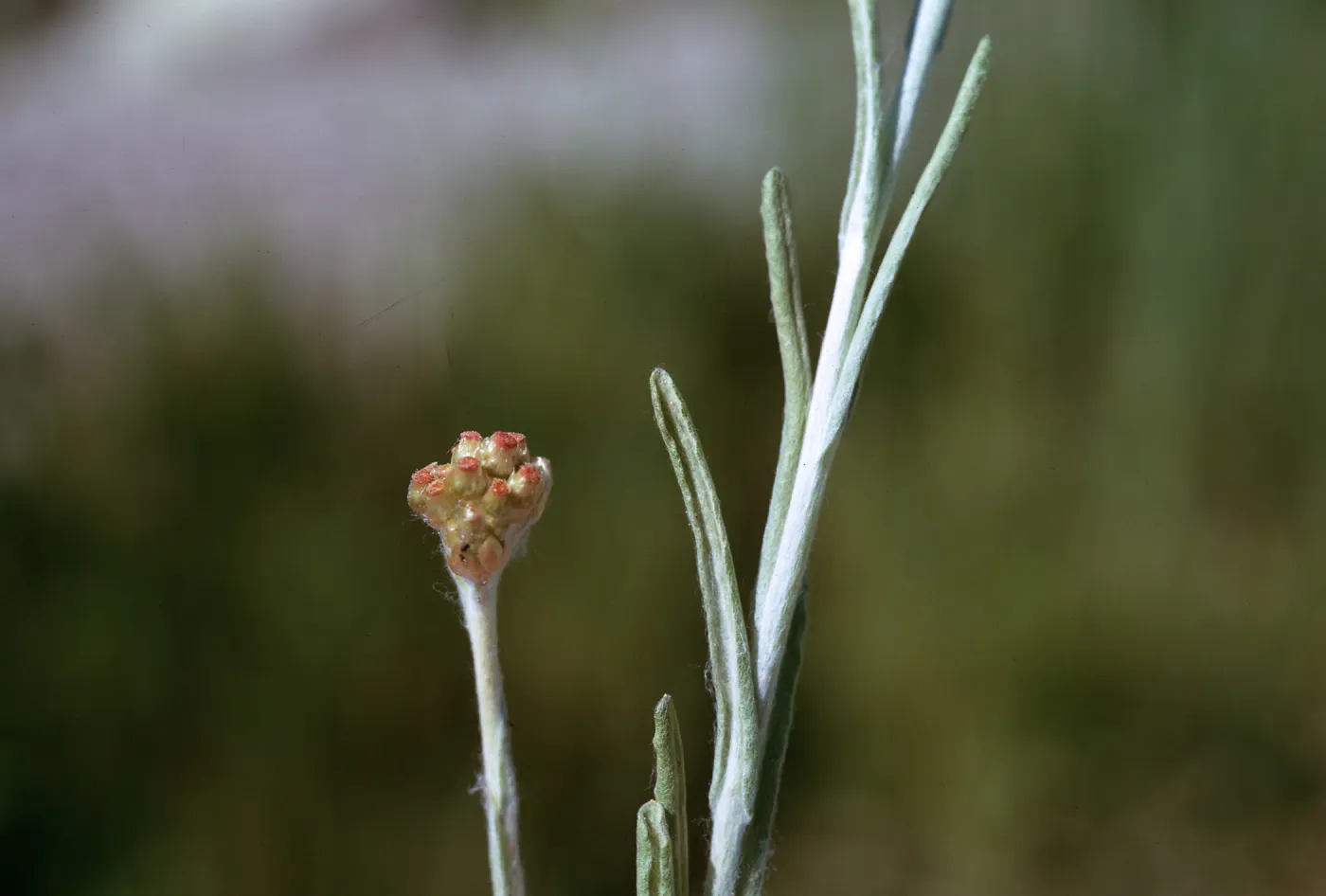 Gnaphalium luteoalbum