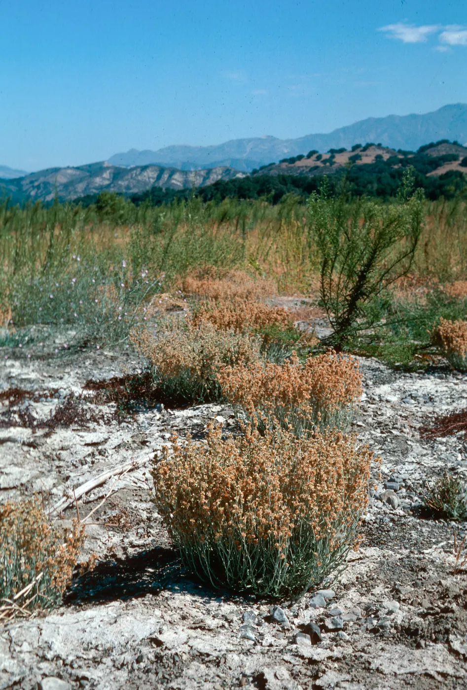 Gnaphalium luteoalbum, upper Cachuma