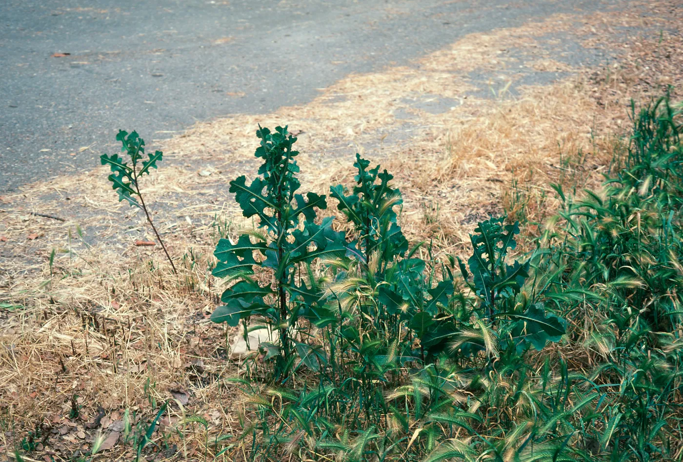 Lactuca serriola leaves