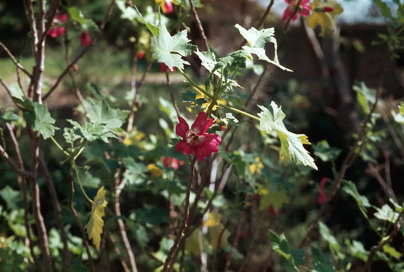 Lavatera assurgentiflora
