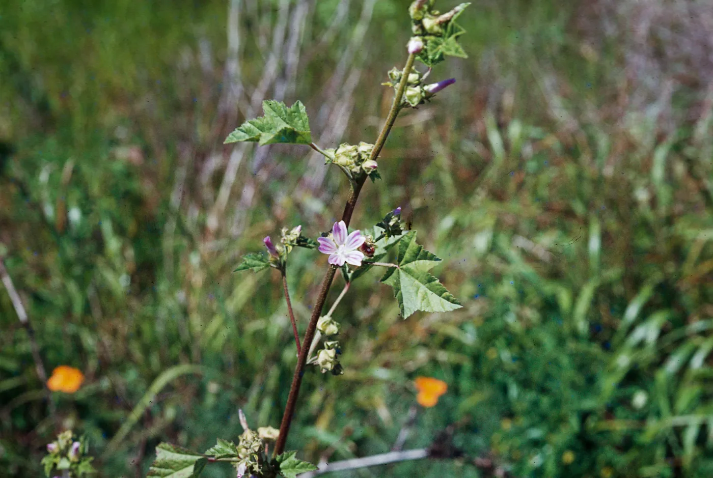 Lavatera cretica