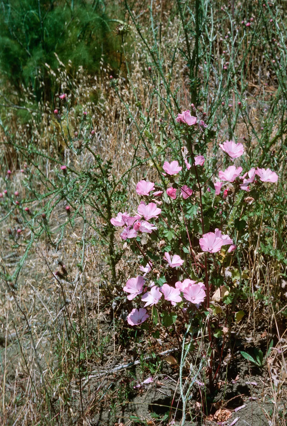 Lavatera, Lauro Reservoir