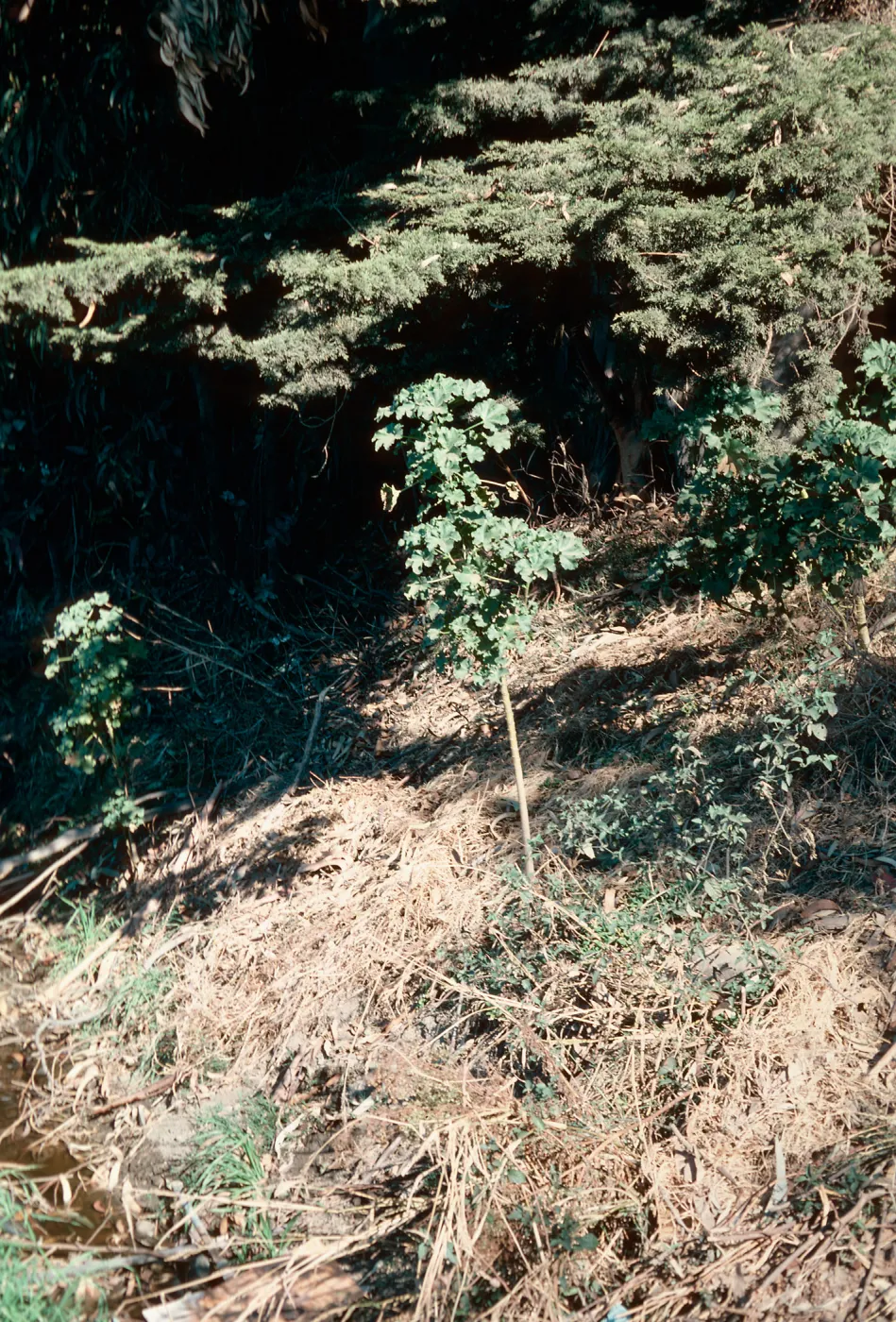 Lavatera assurgentiflora