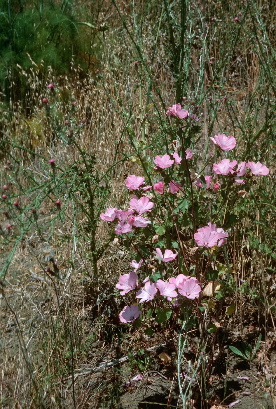 Lavatera, Lauro Reservoir