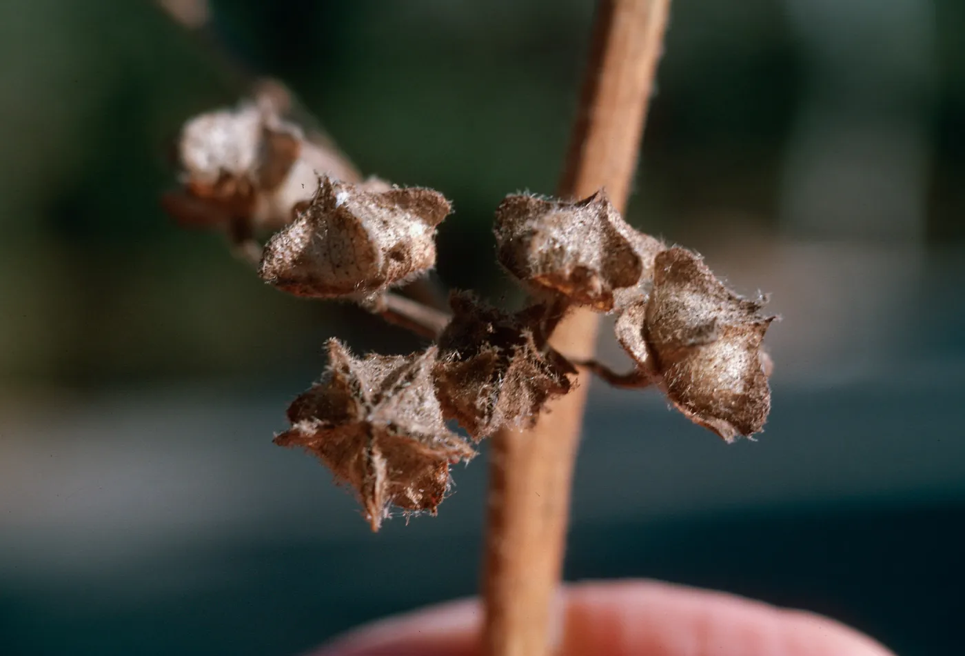 Lavatera cretica, fruit