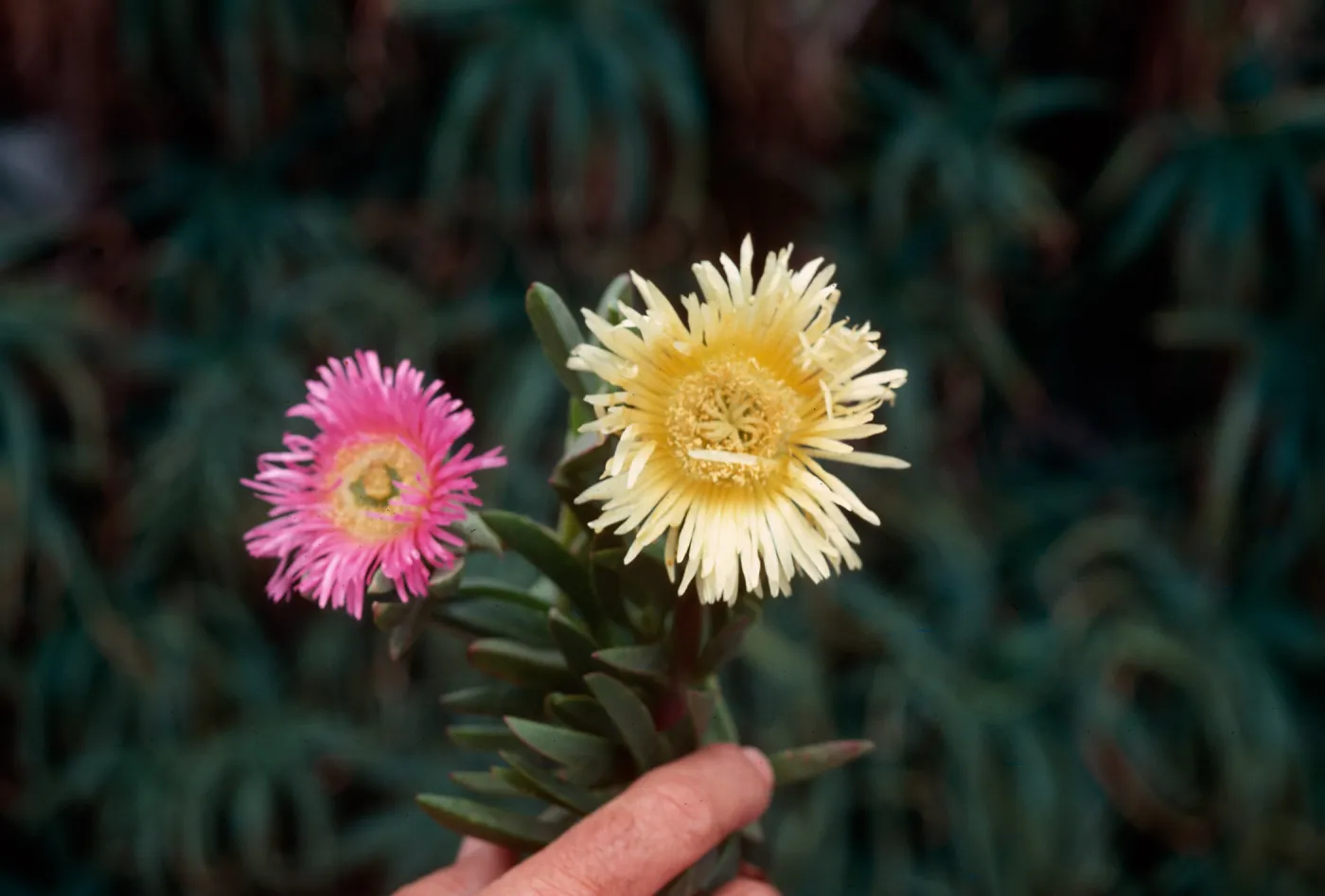 Ice Plant