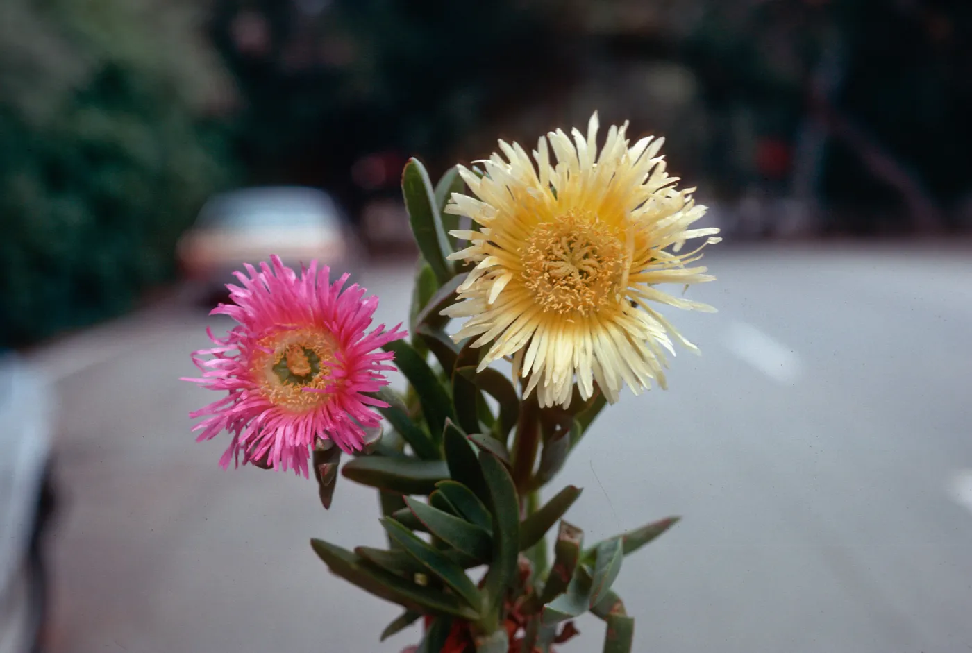 Ice Plant