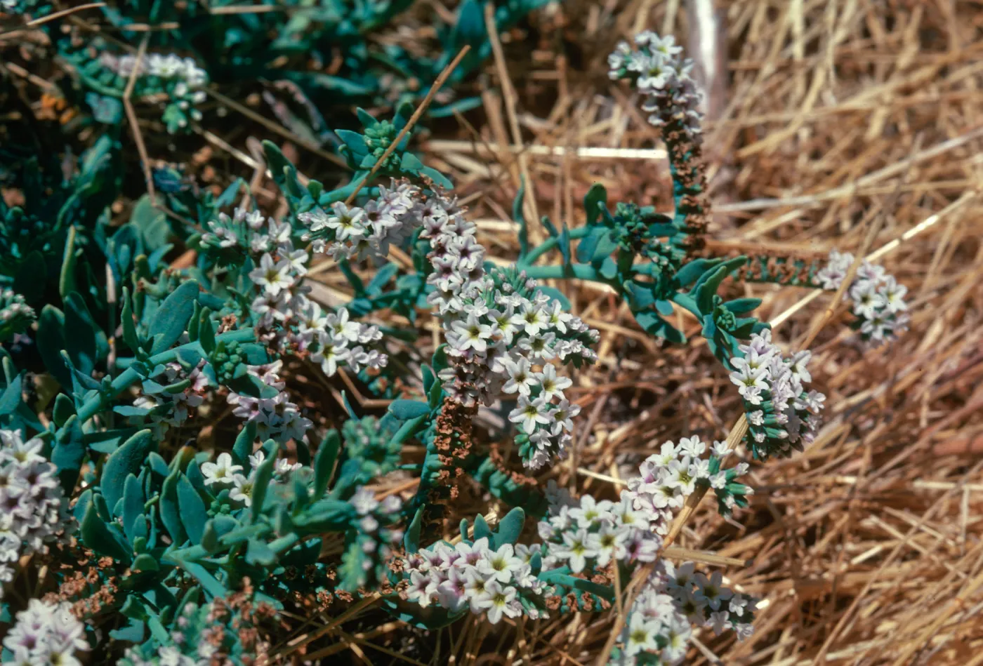 Heliotropium, Las Flores