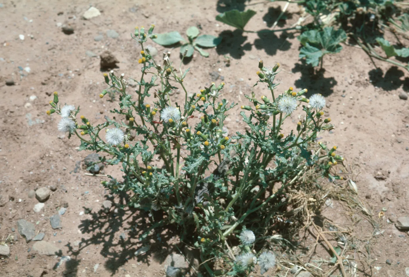Senecio vulgaris
