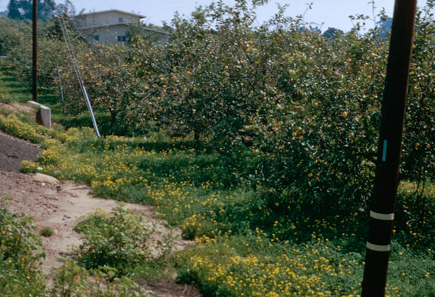 Oxalis orchard, old camera
