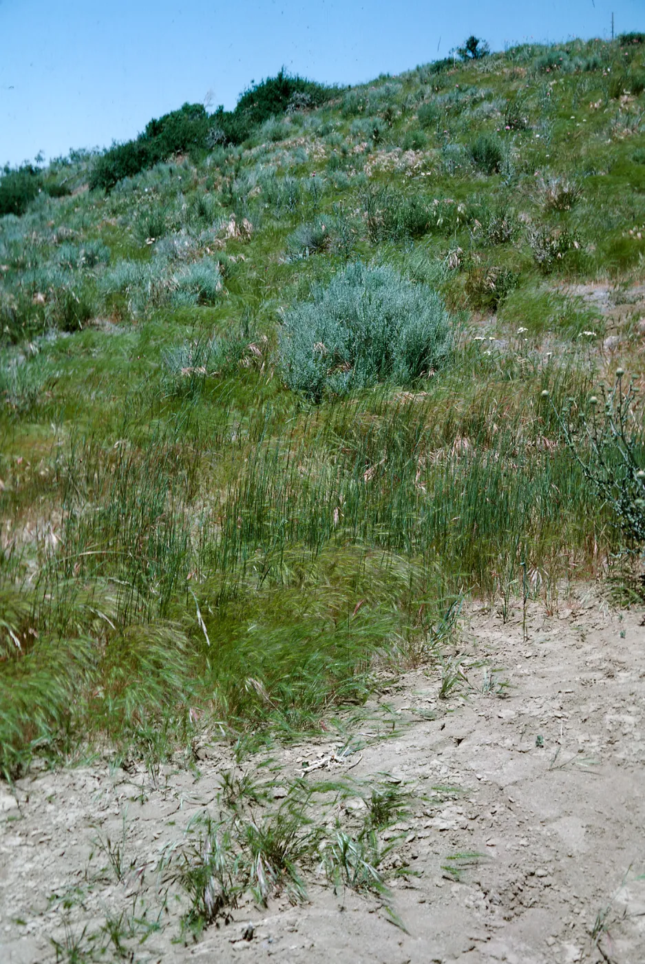 Medusa, Potrero Seco