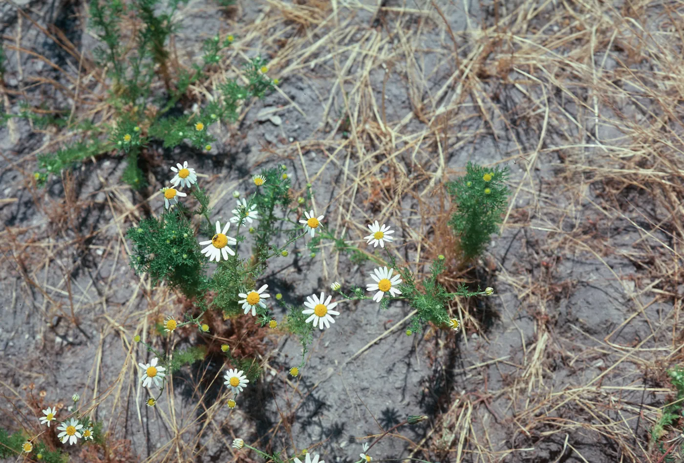 Mayweed, Anthemis cotula
