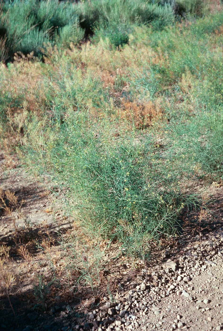 Mustard, Santa Barbara Canyon