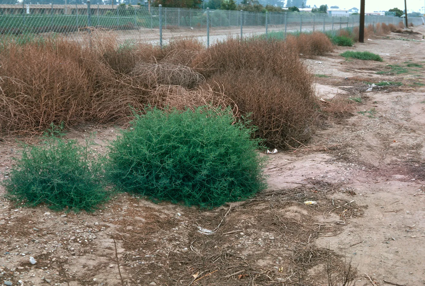 Salsola