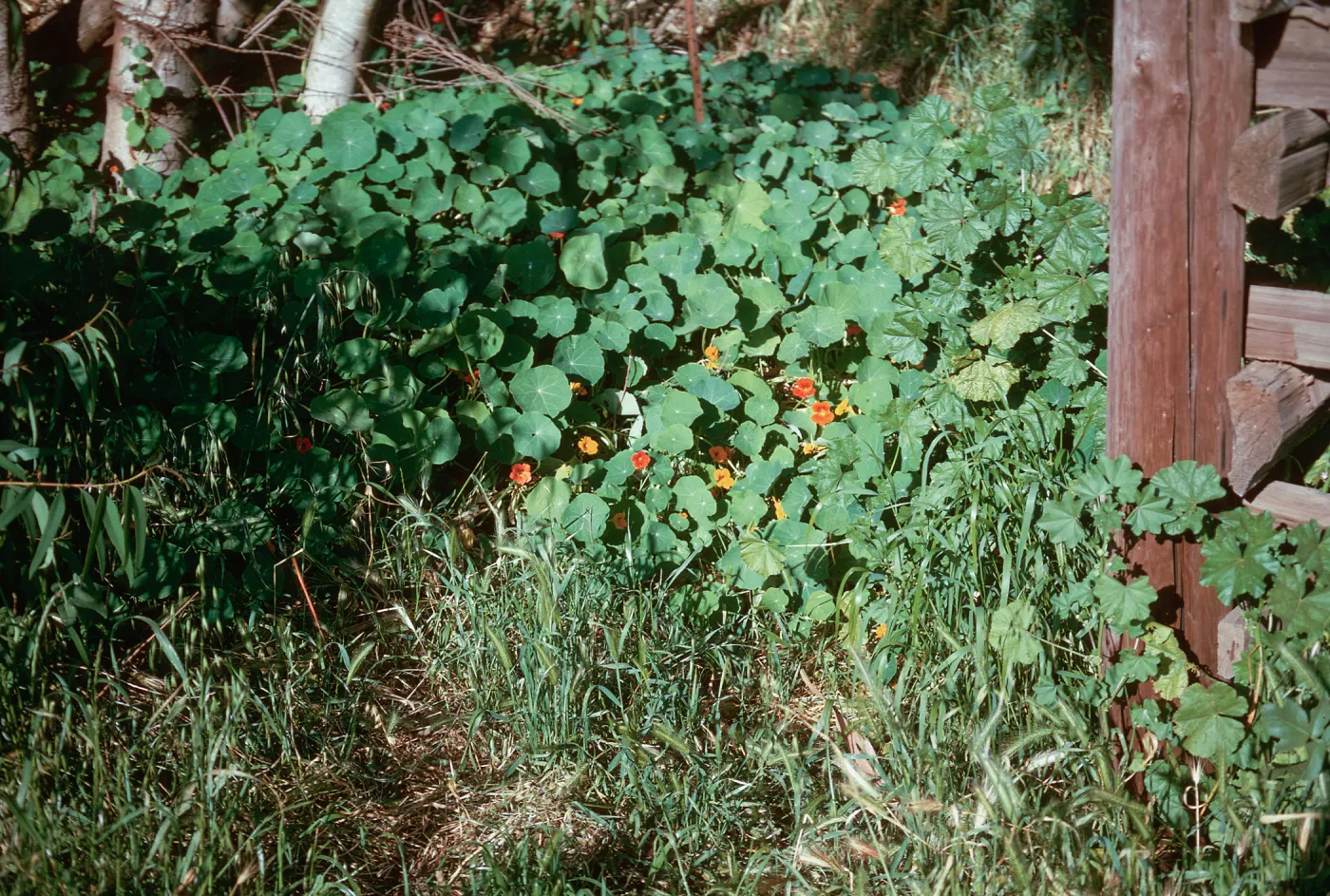Nasturtium