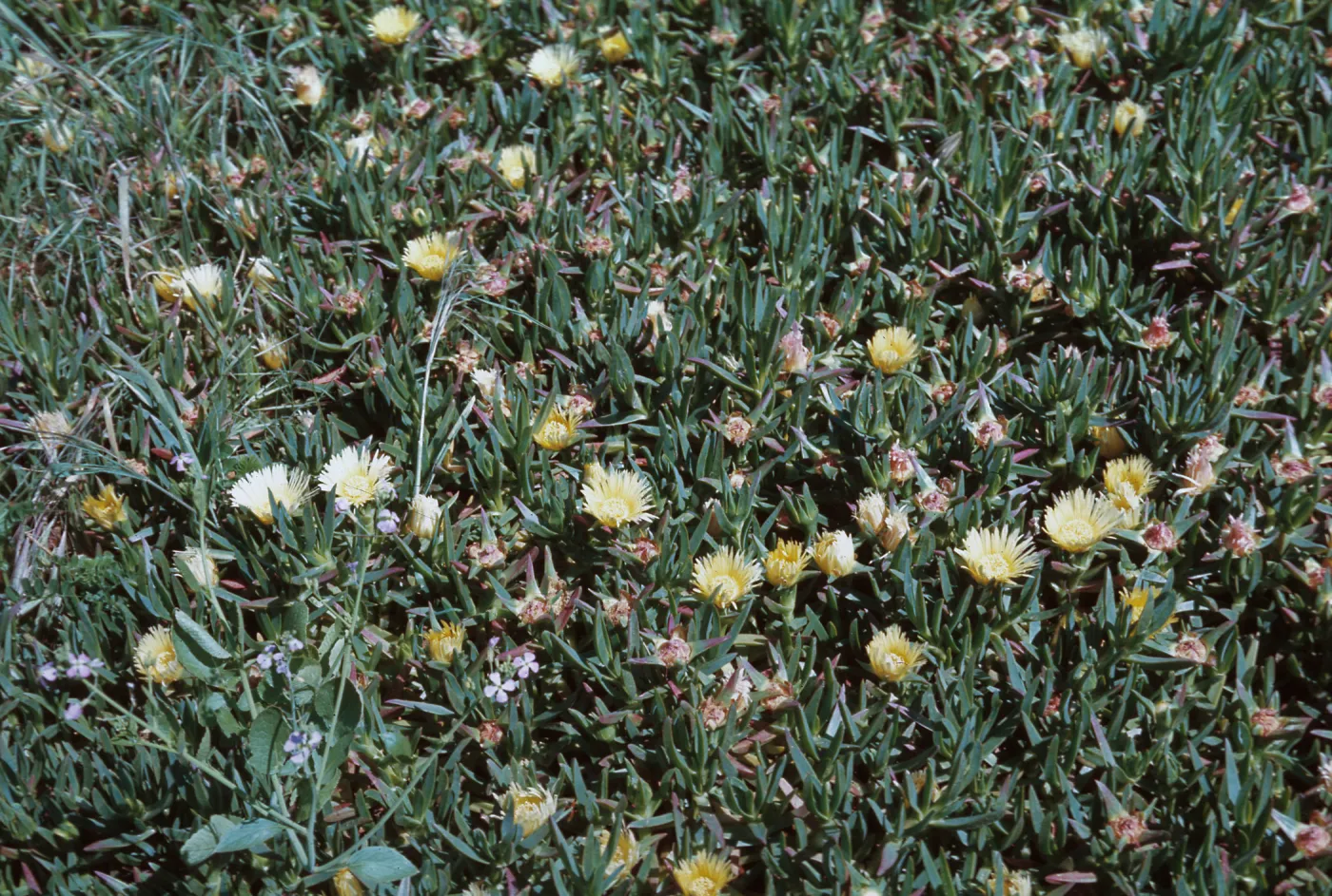 Mesembryanthemum edule