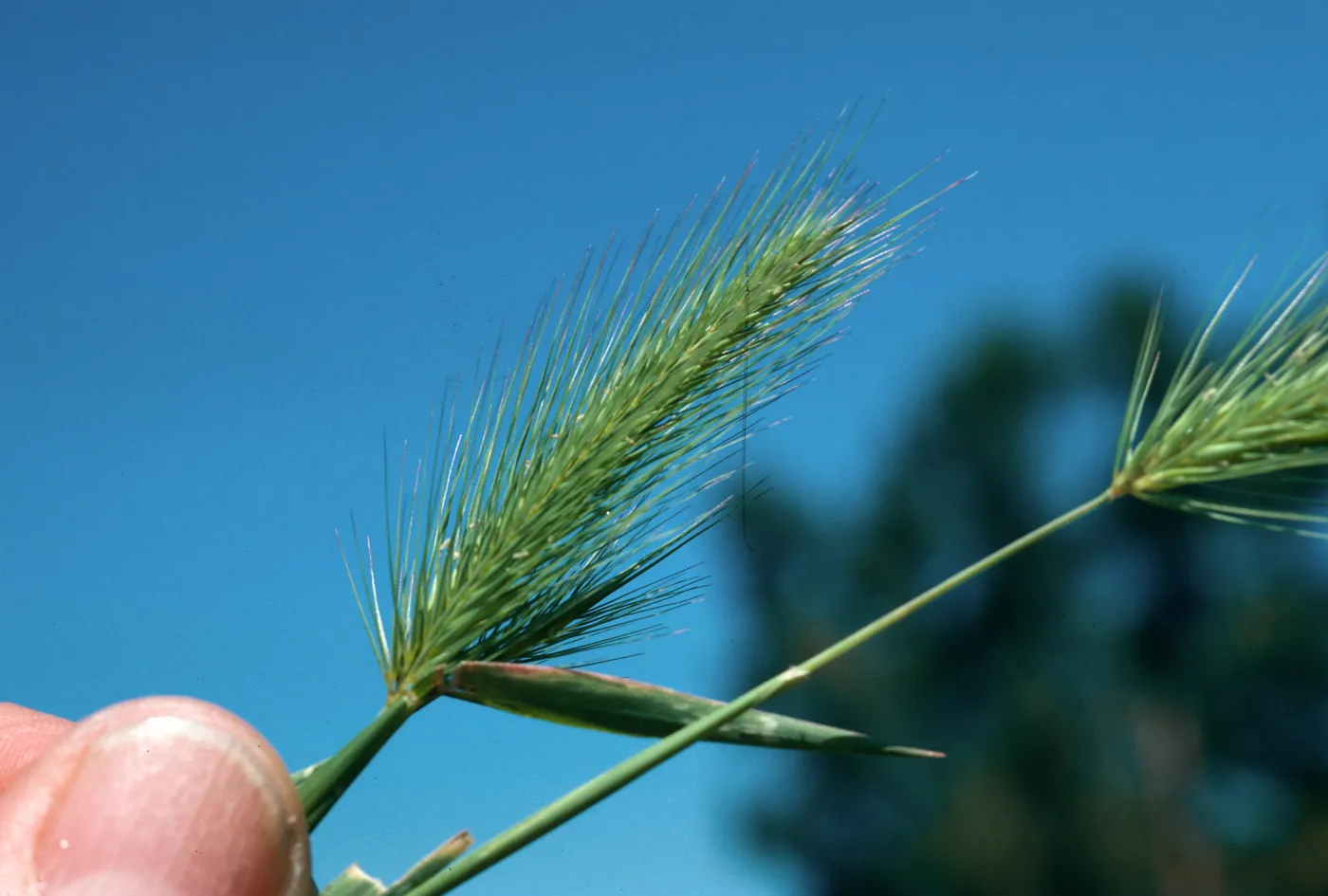 Hordeum murinum