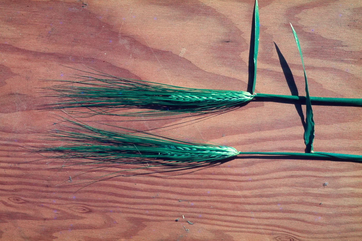 Hordeum vulgare