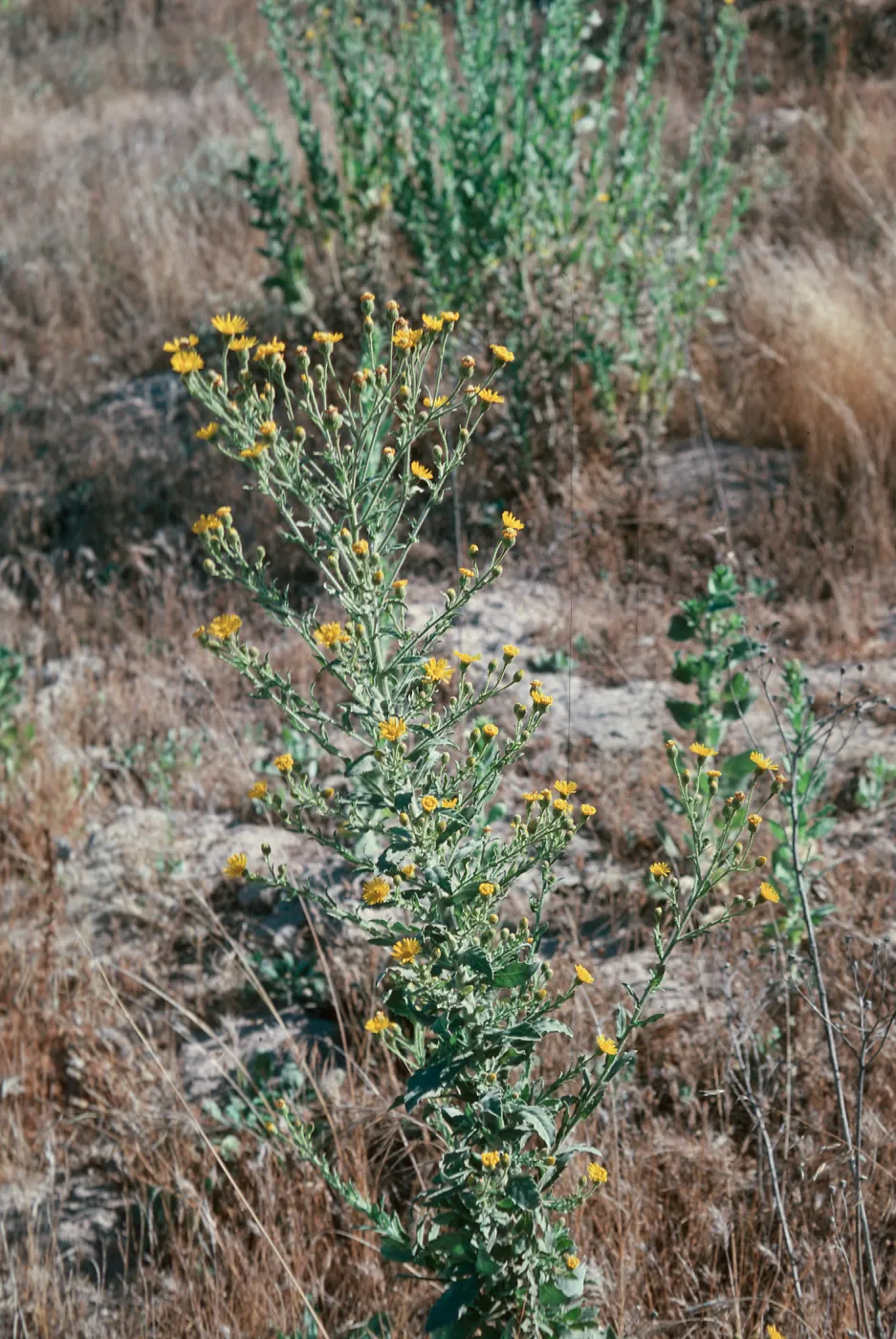 Heterotheca
