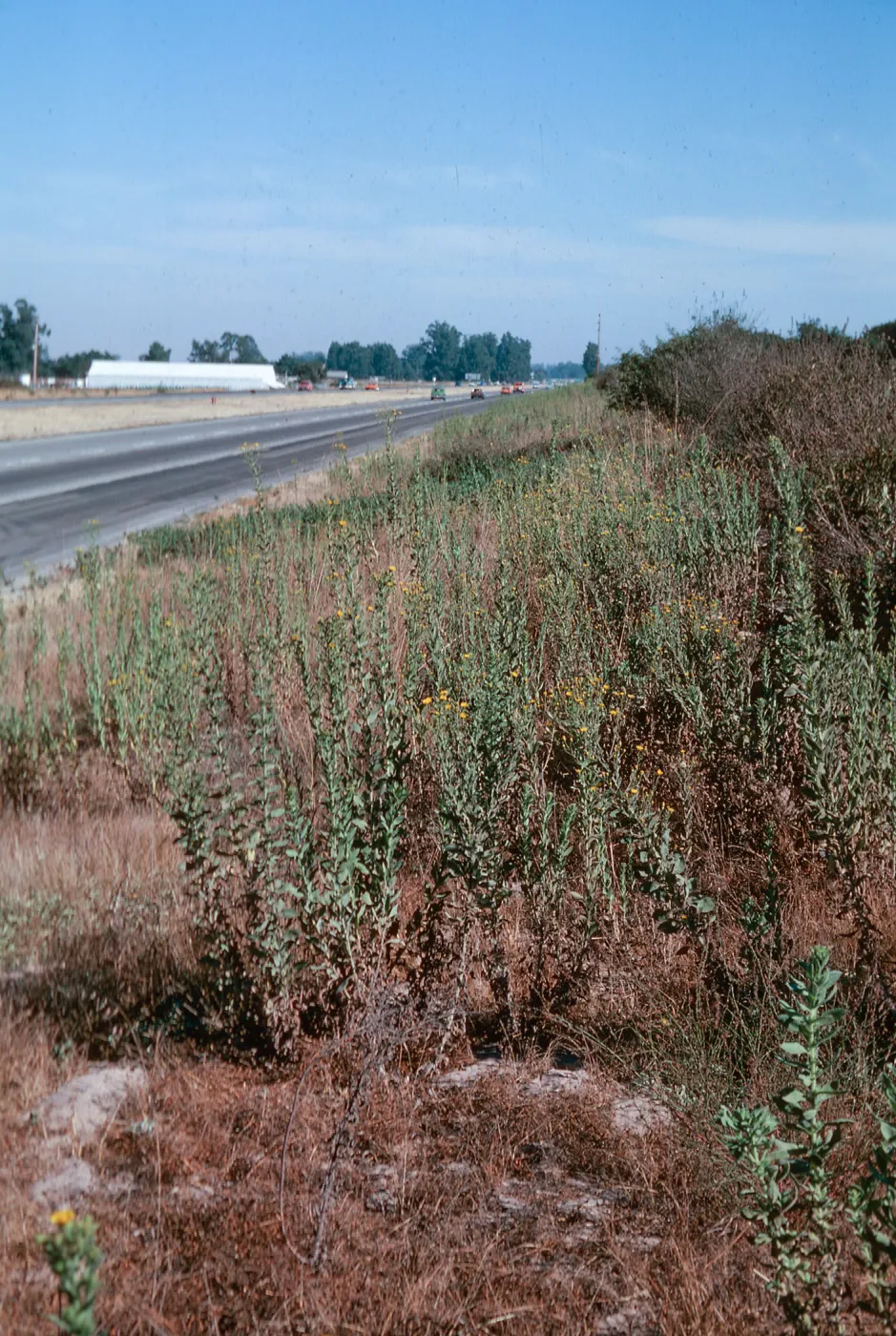 Heterotheca
