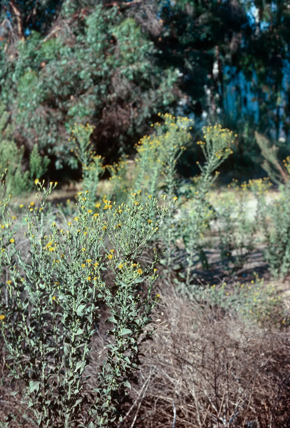 Heterotheca