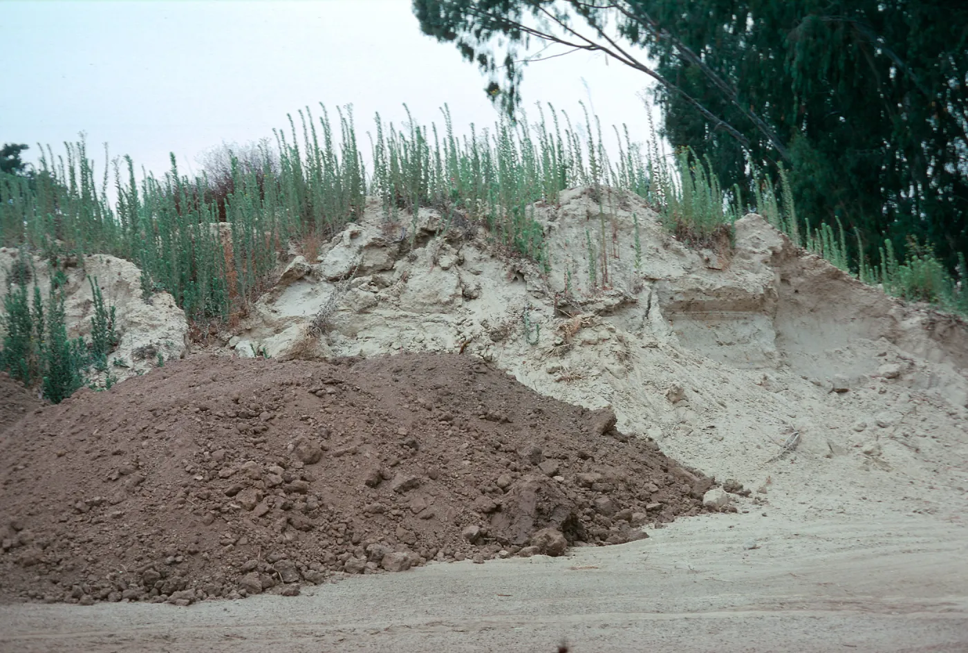 Heterotheca