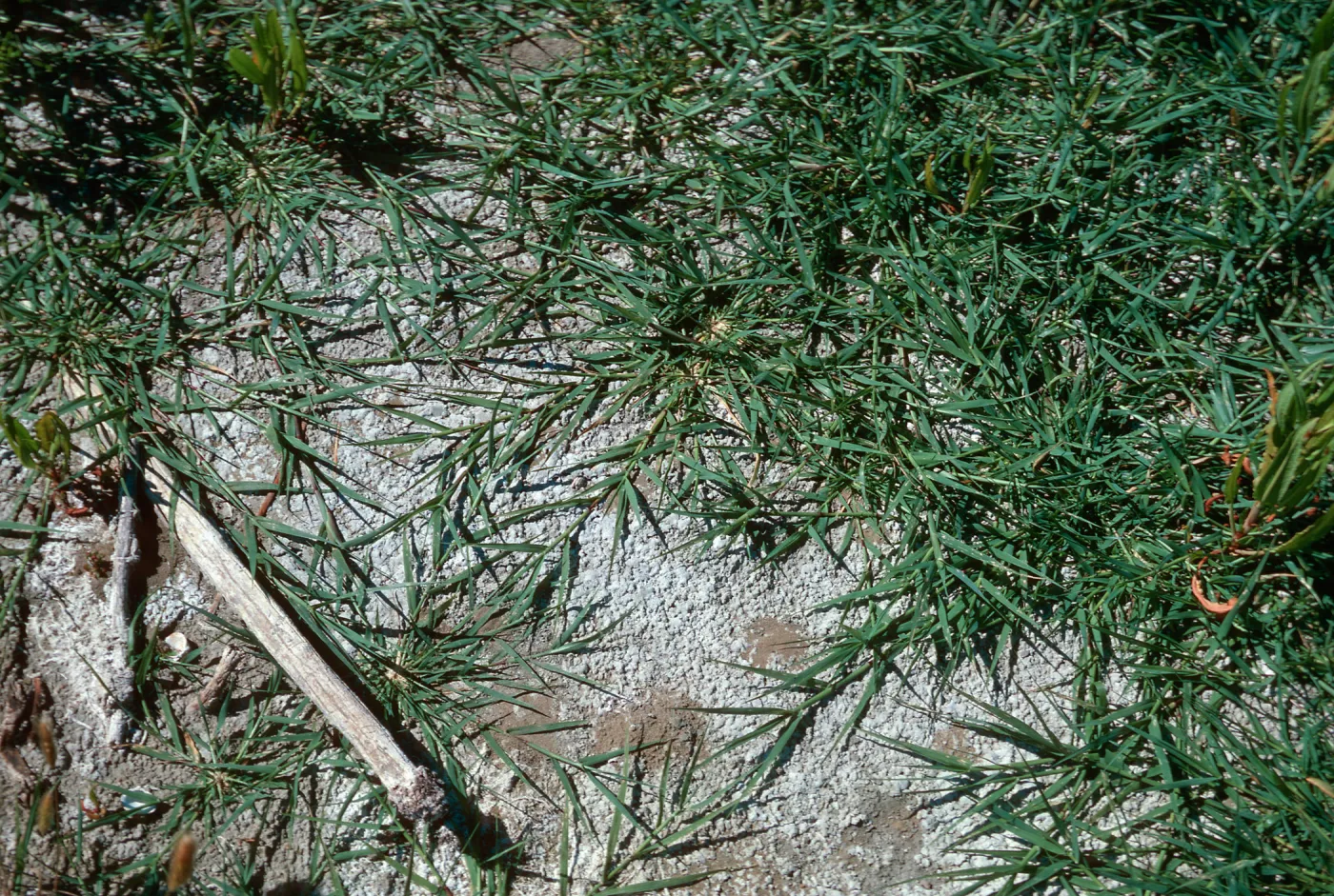 Heleochloa schoenoides, Cachuma Dam