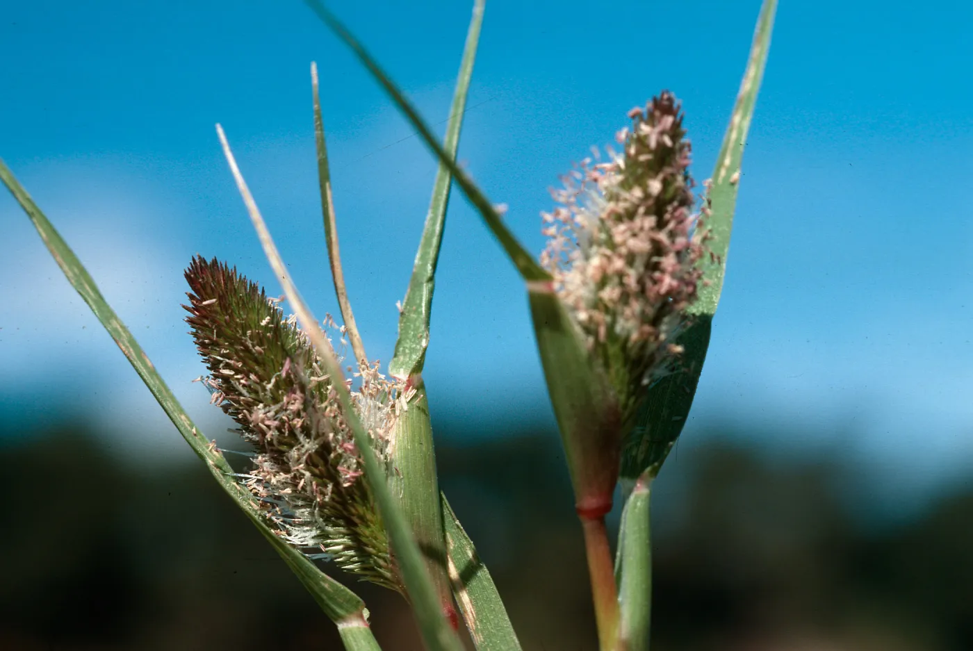 Heleochloa schoenoides flowers