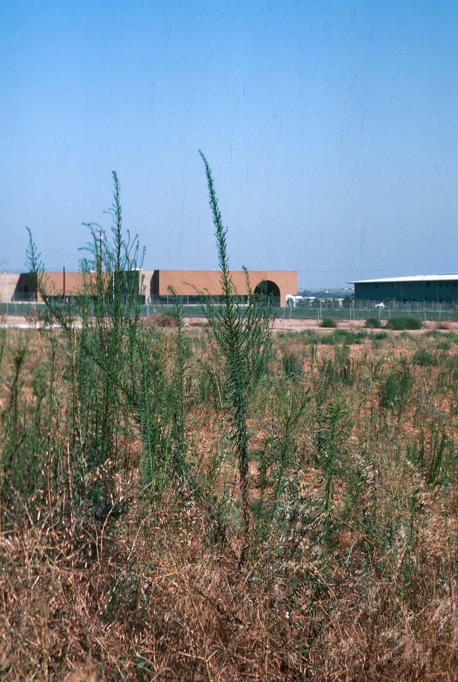 Horseweed