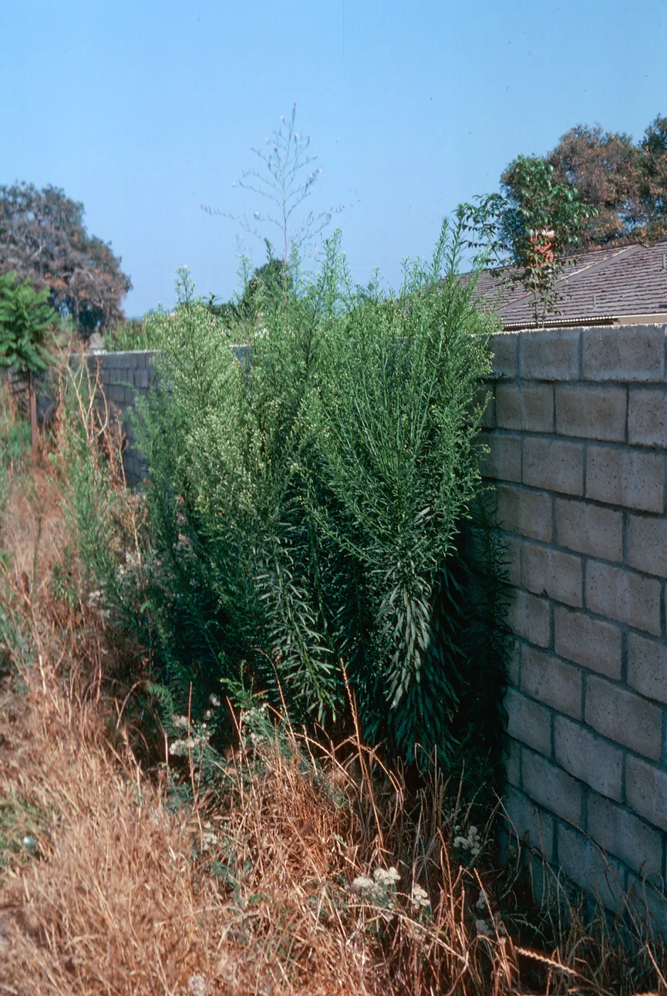 Horseweed
