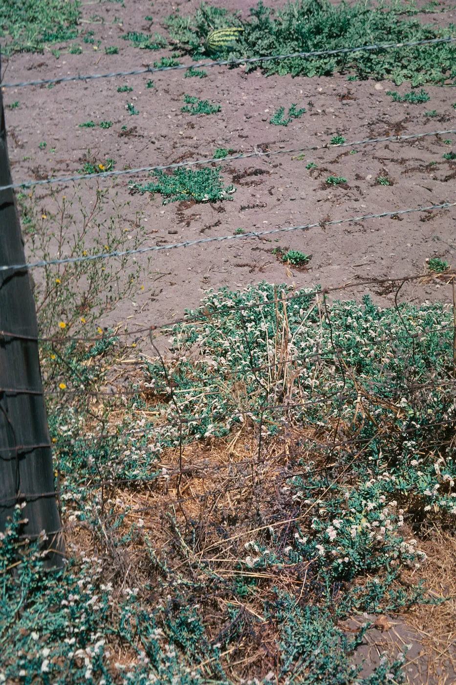 Heliotropium flowers & leaves