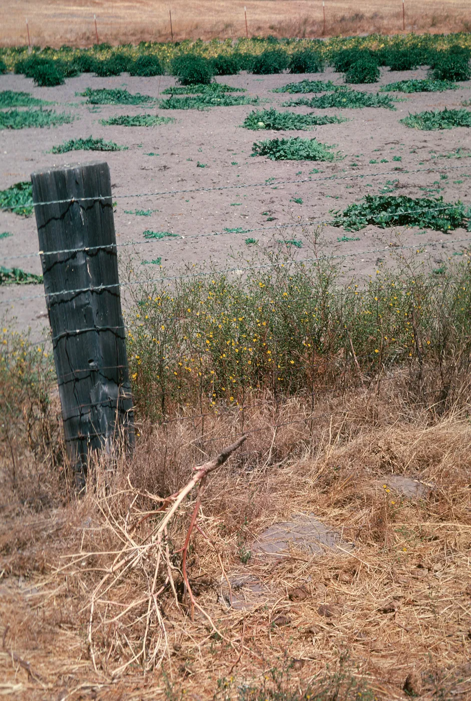 Hemizonia, Las Flores