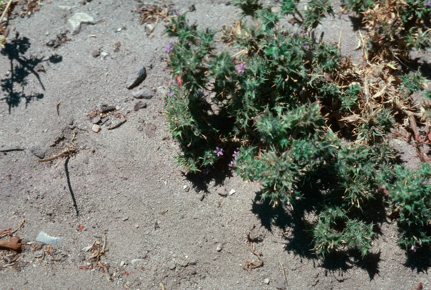 Navarretia, Las Flores