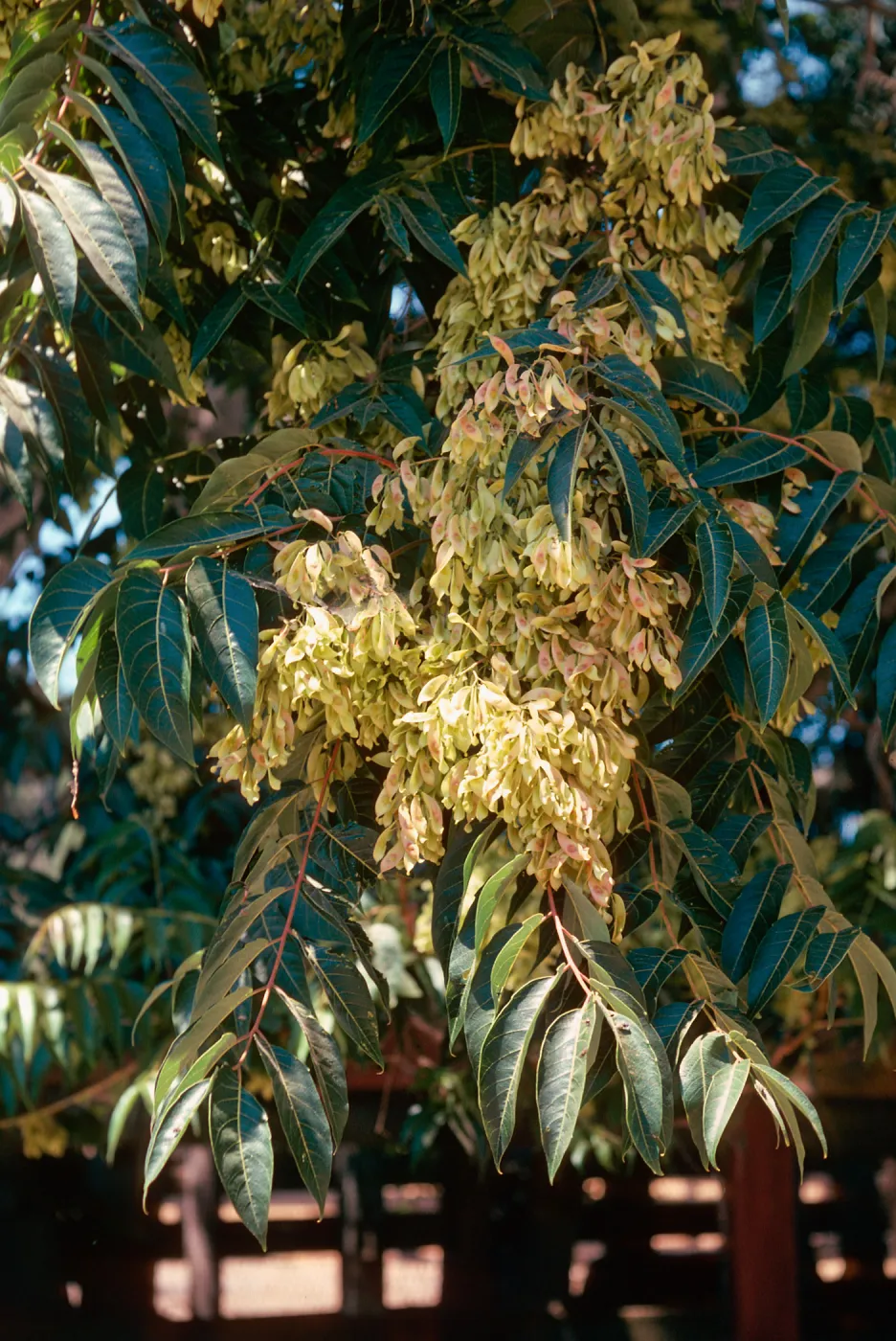 Ailanthus, Las Flores