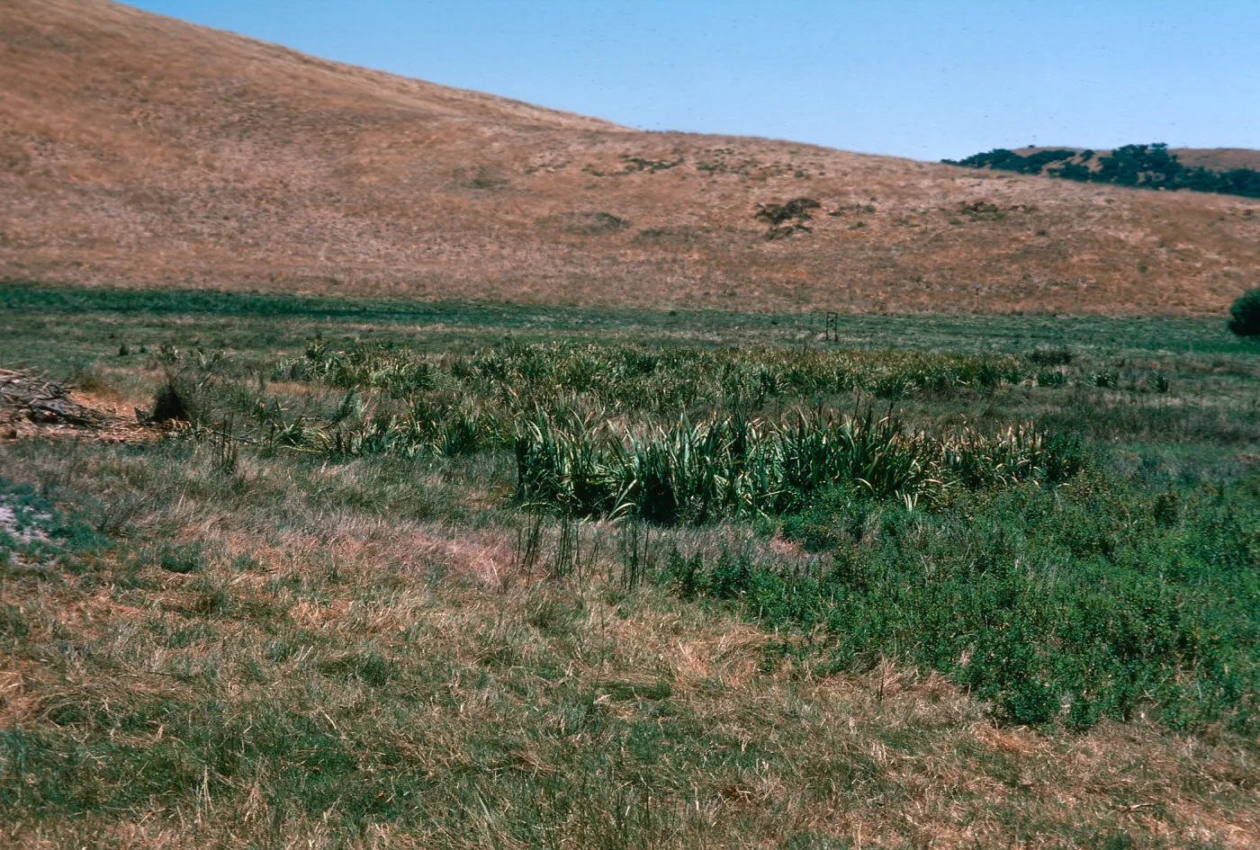 Iris orientalis, Las Flores