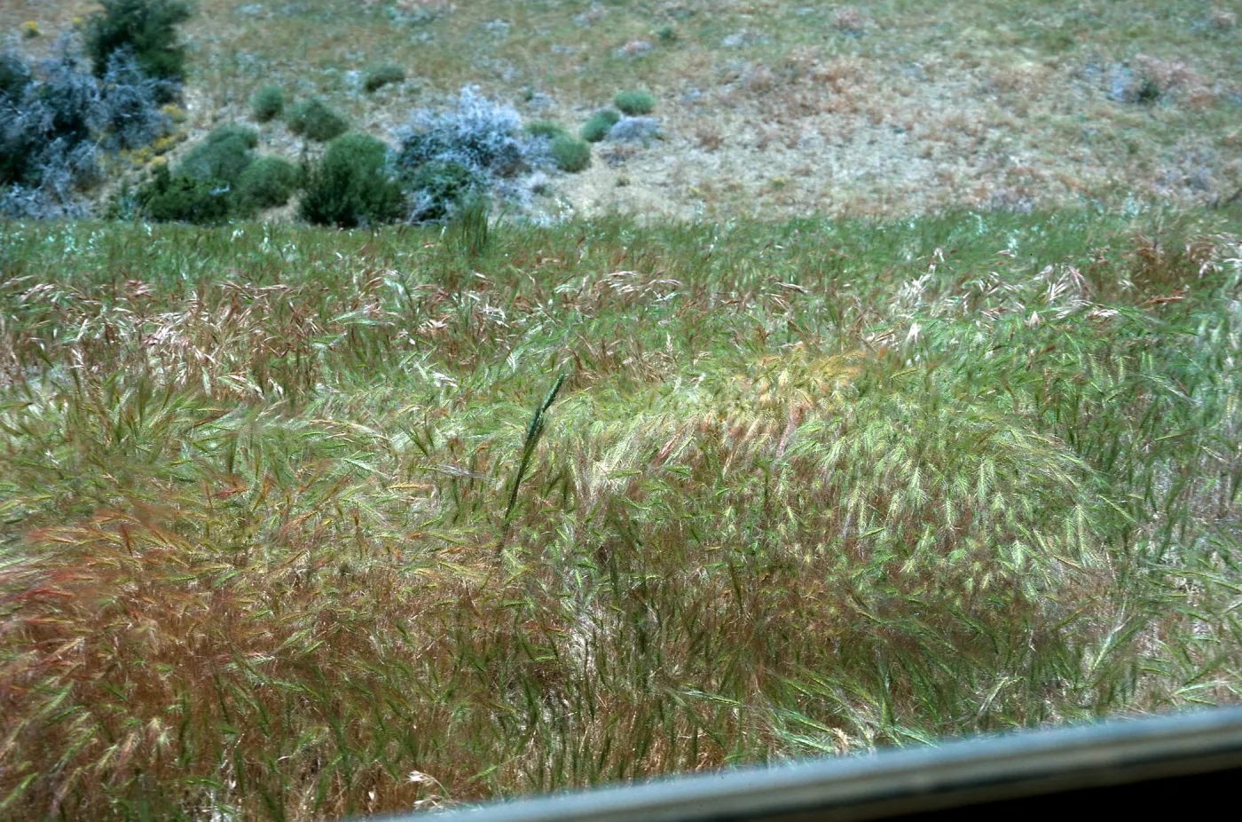 Medusahead, Potrero Seco