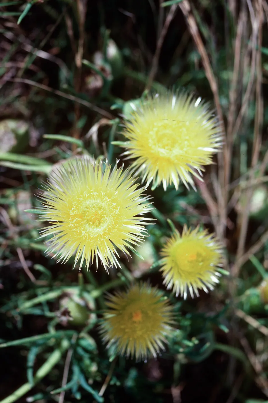Herrea conicosia, Guadalupe